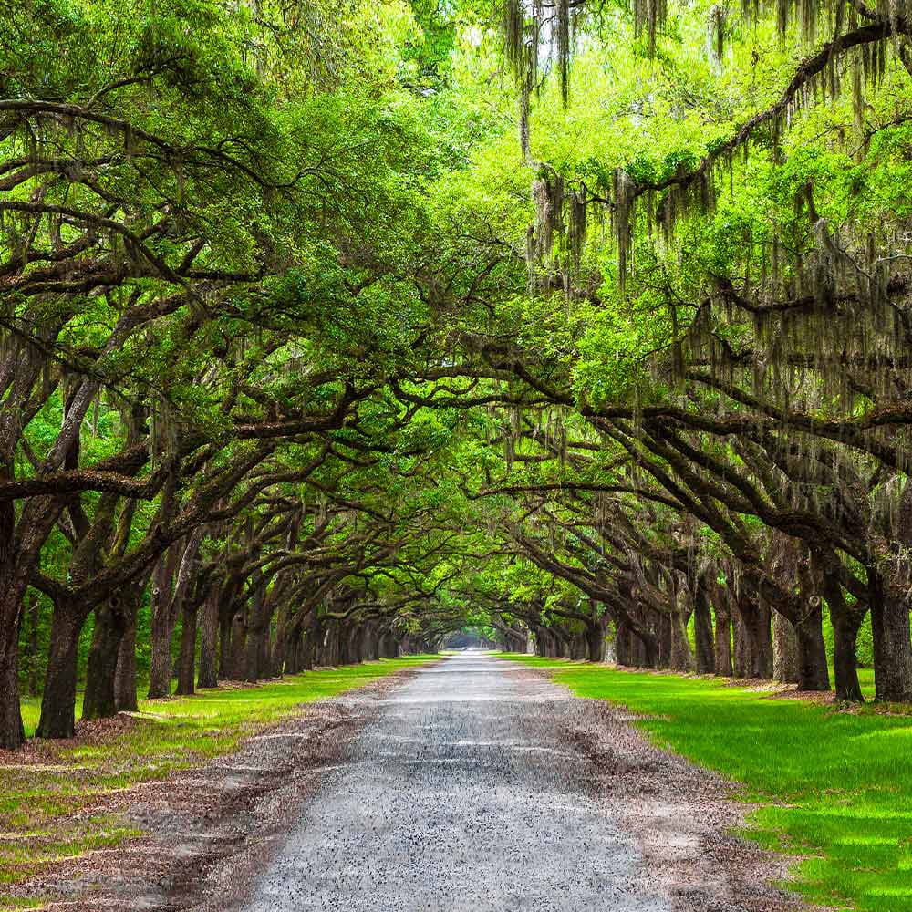 A live oak canopy with hanging Spanish moss in Georgia